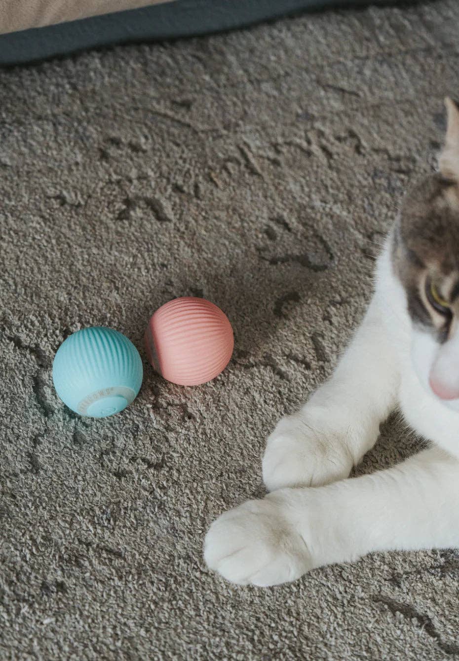 Balle interactive bleu ciel pour chats