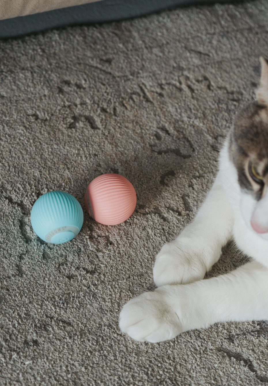 Balle interactive bleu ciel pour chats