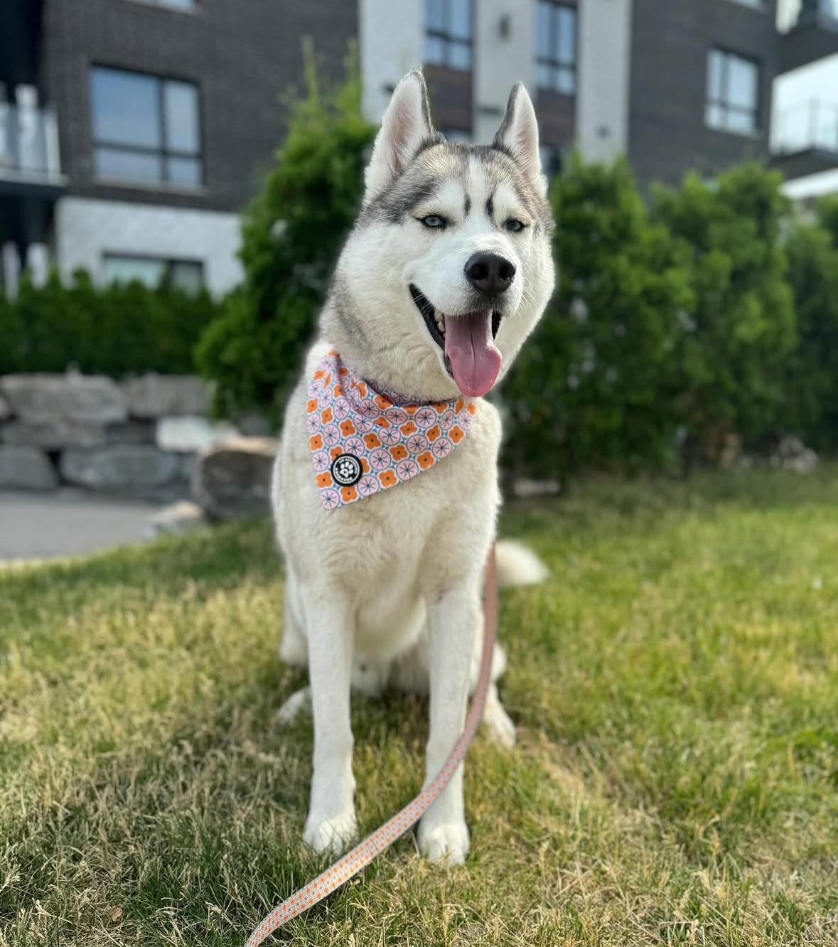 Bandana Orangé