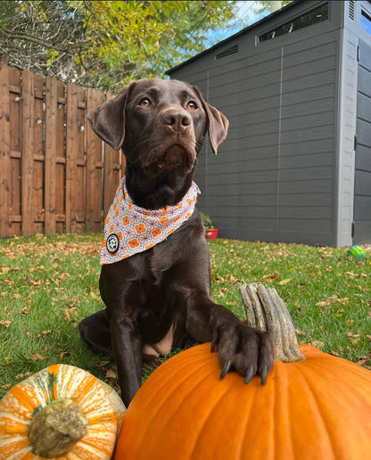 Bandana Orangé