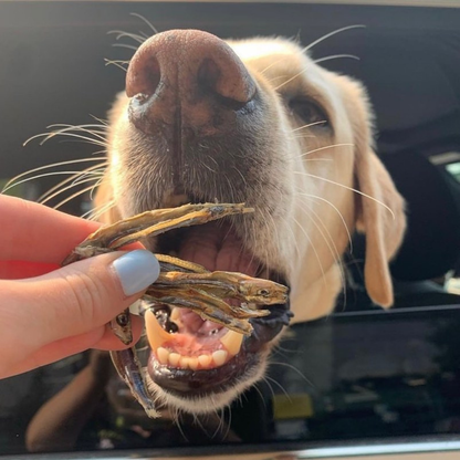 Friandises déshydratées aux sardines pour animaux de compagnie : riches en protéines et naturelles 90 g
